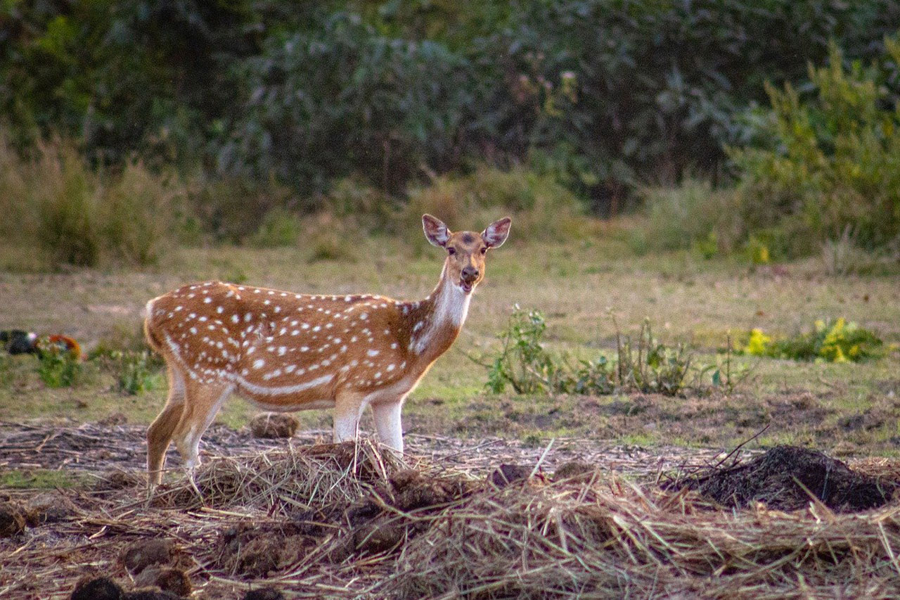 Deer Nepal